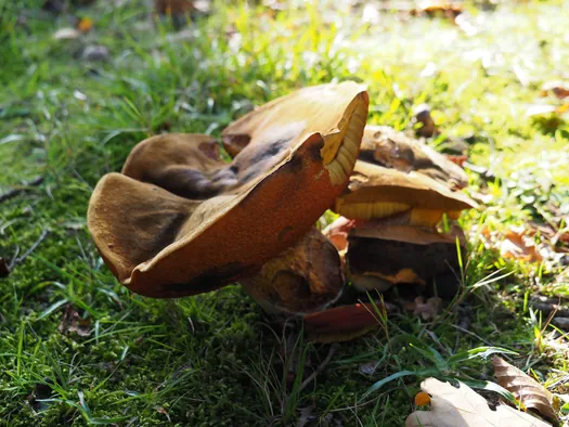 Provinciaal Domein Lippensgoed-Bulskampveld (België)